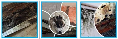 dampllps|DAMP Definition & Usage Examples .